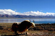 Central Tibet tour