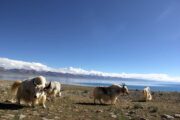 Yaks at Namtso Lake