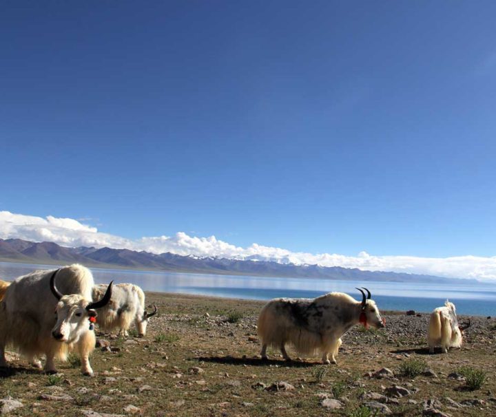 Yaks at Namtso Lake