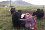 tour packages in tibet - Milking down experience